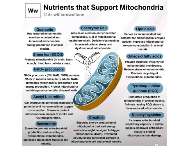 Nutrients That Support Mitochondria